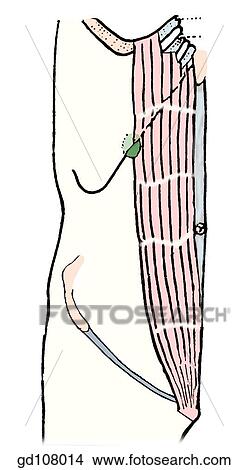 Rectus abdominis. View Large Illustration Stock Illustration - Rectus abdominis.. Fotosearch