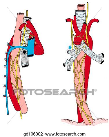 Right and left vagus nerve, esophageal nerve plexus, and vagal trunks. Azygos vein and related structures. View Large Illustration Drawing - Right and left vagus nerve, esophageal nerve plexus, and vagal trunks. Azygos vein and related structures.. Fotosearch