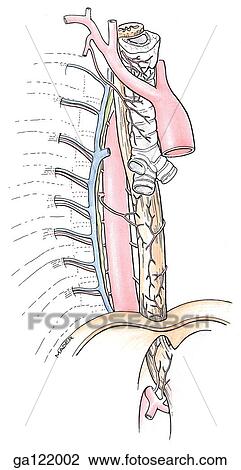 Right anterolateral view of the arch of the aorta and the many branches
