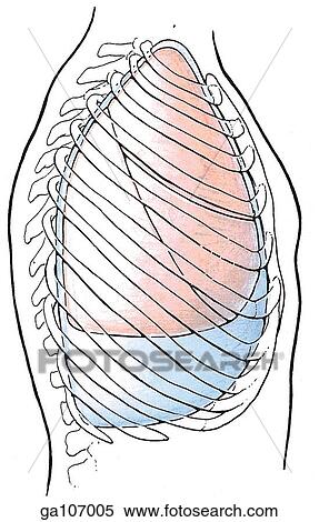 Stock Illustration - Right lateral schematic illustration showing the anatomical relationship of the pleura and lungs with the ribcage.. Fotosearch