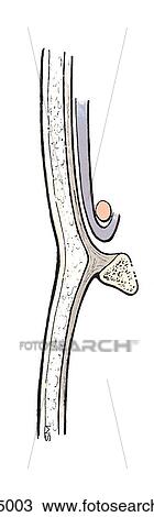 Drawing - Sagittal section of membranous deep layer of superficial fascia of abdomen. Aponeurosis of external oblique muscle highlighted by color.. Fotosearch