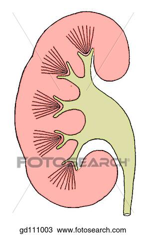macroscopic structure schema kidney section longitudinal drawing fotosearch lif135