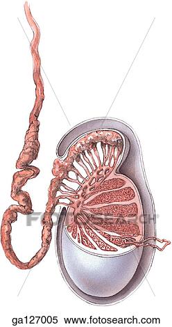 Schematic drawing of vertical section of structure of epididymis and testis. View Large Illustration Stock Illustration - Schematic drawing of vertical section of structure of epididymis and testis.. Fotosearch