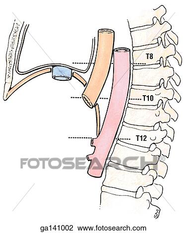 Drawing - Schematic illustration of a lateral view of the diaphragm and openings for the inferior vena cava, esophagus, and aorta.. Fotosearch