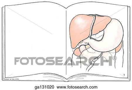 Schematic illustration of anterior view of liver in situ. Liver pictured on a page in a book with surrounding anatomy; jejunum, ileum, and ascending, transverse, and descending colon have been removed. View Large Illustration Clipart - Schematic illustration of anterior view of liver in situ. Liver pictured on a page in a book with surrounding anatomy; jejunum, ileum, and ascending, transverse, and descending colon have been removed.. Fotosearch