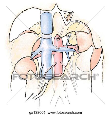 Schematic illustration of the abdominal cavity with the abdominal organs removed. The posterior abdominal area and corresponding "bare areas" are illustrated. View Large Illustration Stock Illustration - Schematic illustration of the abdominal cavity with the abdominal organs removed. The posterior abdominal area and corresponding "bare areas" are illustrated.. Fotosearch