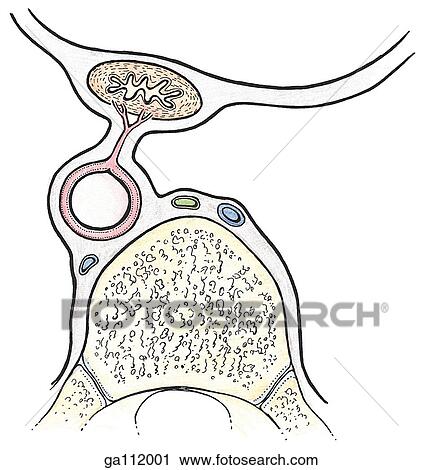 Schematic illustration showing a cross-sectional view of the mesoesophagus and associated anatomy. View Large Illustration Clip Art - Schematic illustration showing a cross-sectional view of the mesoesophagus and associated anatomy.. Fotosearch