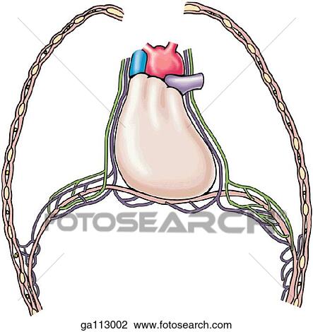Drawing - Schematic illustration showing the afferent (purple) and efferent (green) innervation of the diaphragm.. Fotosearch