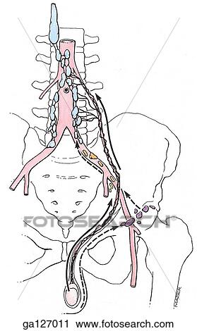 Schematic of anterior view of lymphatic drainage system of the testis