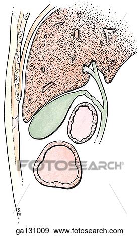 Schematic sagittal section of relation of gallbladder to liver, transverse colon and superior part of duodenum. View Large Illustration Stock Illustration - Schematic sagittal section of relation of gallbladder to liver, transverse colon and superior part of duodenum.. Fotosearch