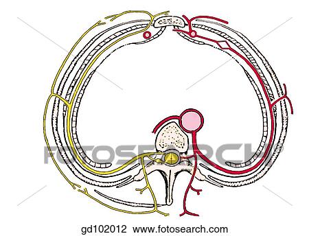 Schematic transverse section through thorax. The intercostal nerve and vessels run in the space between internal intercostal and innermost intercostal muscles. View Large Illustration Drawing - Schematic transverse section through thorax. The intercostal nerve and vessels run in the space between internal intercostal and innermost intercostal muscles.. Fotosearch