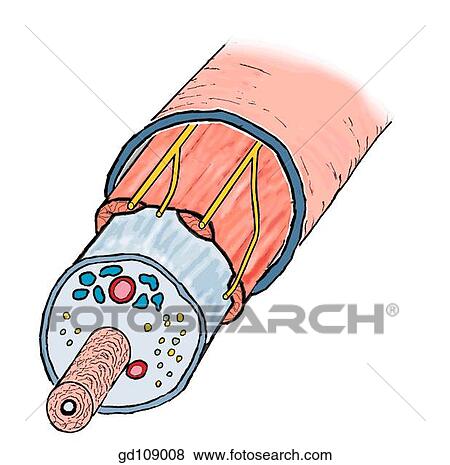 Schematic transverse section through the spermatic cord and its components. View Large Illustration Stock Illustration - Schematic transverse section through the spermatic cord and its components.. Fotosearch