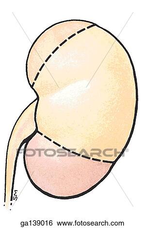 Stock Illustration - Segments of kidney. Posterior view shows (from top to bottom) apical, posterior, and inferior segments. . Fotosearch
