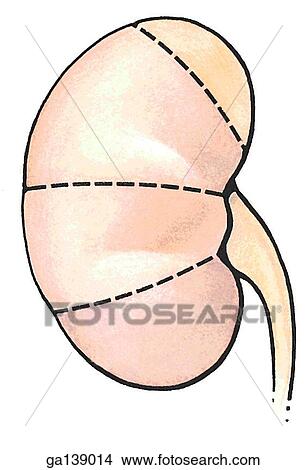 Stock Illustration - Segments of the kidney. Anterior view shows apical, anterosuperior, anteroinferior, and inferior segments. . Fotosearch