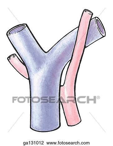 Simple drawing of anterior view of portal vein and one possible hepatic artery location. Here, the right hepatic artery crosses dorsal to the portal vein. View Large Illustration Drawing - Simple drawing of anterior view of portal vein and one possible hepatic artery location. Here, the right hepatic artery crosses dorsal to the portal vein.. Fotosearch