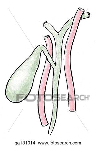 Stock Illustration - Simple drawing of anterior view of gallbladder, bile passages and hepatic artery location. Here, an aberrant artery arose from the superior mesenteric artery.. Fotosearch