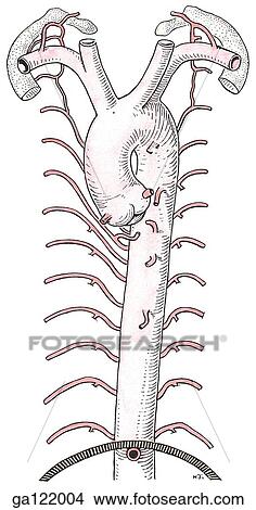Stock Illustration - Simple drawing of anterior view of the arch of the aorta and the many branches of arteries which arise from the thoracic aorta to provide arterial blood supply to the trachea and esophagus.. Fotosearch