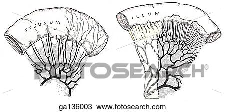 Drawing - Simple drawing of external views of jejunum (left) and ileum (right) to compare characteristics such as diameter, thickness of wall, number of arterial arcades and length of vasa recta.. Fotosearch