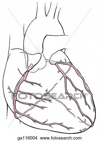 Simple drawing showing an anterior view of the coronary arteries. Stock