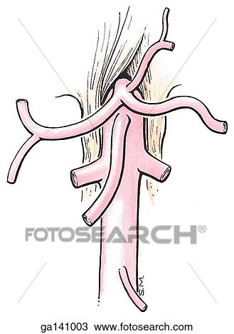 Simple illustration demonstrating how the abdominal aorta emerges from the aortic opening created by the median arcuate ligament. Branches of the aorta are also shown. View Large Illustration Drawing - Simple illustration demonstrating how the abdominal aorta emerges from the aortic opening created by the median arcuate ligament. Branches of the aorta are also shown.. Fotosearch