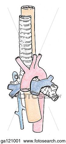 Clip Art - Simple illustration of the relationships of great vessels to trachea. The ascending aorta and the arch of the aorta are shown lying superficial to and wrapping around the pulmonary arteries and bronchus of trachea.. Fotosearch
