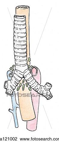 Simple illustration of the relationships of great vessels to trachea. Lymph nodes at the tracheal bifurcation are revealed upon removal of brachiocephalic veins, superior vena cava, aortic arch and pulmonary arteries. View Large Illustration Drawing - Simple illustration of the relationships of great vessels to trachea. Lymph nodes at the tracheal bifurcation are revealed upon removal of brachiocephalic veins, superior vena cava, aortic arch and pulmonary arteries.. Fotosearch