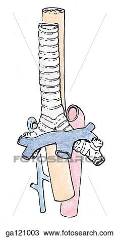 Simple illustration of the relationships of great vessels to trachea. Pulmonary arteries shown lying superficially to tracheal bifurcation and bronchi, arch of aorta and superior vena cava have been removed. View Large Illustration Drawing - Simple illustration of the relationships of great vessels to trachea. Pulmonary arteries shown lying superficially to tracheal bifurcation and bronchi, arch of aorta and superior vena cava have been removed.. Fotosearch
