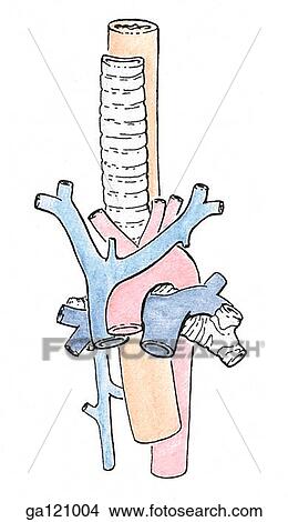 Simple illustration of the relationships of great vessels to trachea. Superficially, the brachiocephalic veins are shown forming the superior vena cava which lies atop the arch of the aorta and pulmonary arteries. View Large Illustration Stock Illustration - Simple illustration of the relationships of great vessels to trachea. Superficially, the brachiocephalic veins are shown forming the superior vena cava which lies atop the arch of the aorta and pulmonary arteries.. Fotosearch