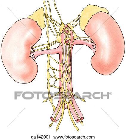 Clip Art - Simplified diagram of abdominal nerve plexuses and ganglia. Image shows aorta between kidneys with tangle of nerve fibers "piggybacking" on the anterior walls of branches of aorta.. Fotosearch
