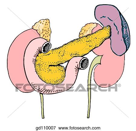 Spleen, pancreas, duodenum are uncovered by removal of the stomach. View Large Illustration Stock Illustration - Spleen, pancreas, duodenum are uncovered by removal of the stomach.. Fotosearch