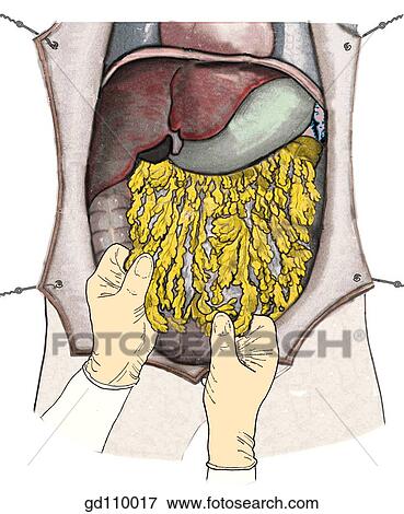 Spread out the greater omentum to appreciate its size and its relations to abdominal organs. View Large Illustration Stock Illustration - Spread out the greater omentum to appreciate its size and its relations to abdominal organs.. Fotosearch