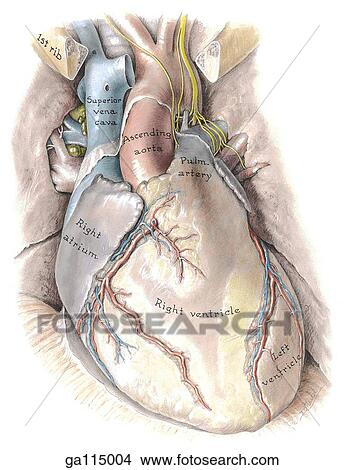 Sternocostal (anterior) surface of the heart and great vessels in situ. View Large Illustration Stock Illustration - Sternocostal (anterior) surface of the heart and great vessels in situ.. Fotosearch