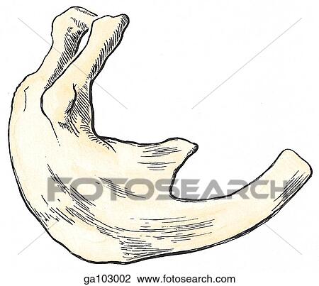 Superior view of a bifid rib where the superior component of this 3rd rib is supernumerary and articulated with the lateral aspect of the 1st sternebra and the bottom of the sternum. View Large Illustration Drawing - Superior view of a bifid rib where the superior component of this 3rd rib is supernumerary and articulated with the lateral aspect of the 1st sternebra and the bottom of the sternum.. Fotosearch
