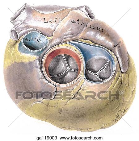 Drawing - Superior view of a heart with the great vessels removed to reveal the pulmonary and aortic valves.. Fotosearch