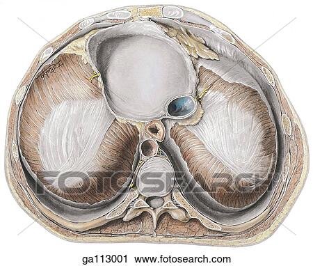 Clip Art - Superior view of the thoracic side of the diaphragm. Pericardial sac is shown. Most of diaphragmatic pleura has been removed.. Fotosearch