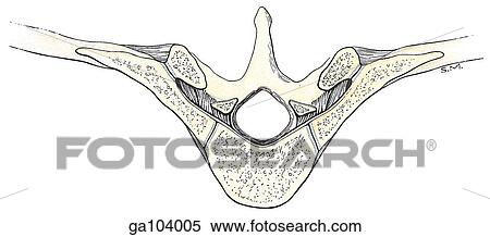 Superior view of three thoracic vertebrae and ribs illustrating the ligaments of the costovertebral articulations. View Large Illustration Stock Illustration - Superior view of three thoracic vertebrae and ribs illustrating the ligaments of the costovertebral articulations.. Fotosearch