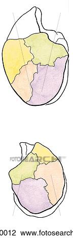 Superior views of the right and left lungs with bronchopulmonary segments color coded to correspond with segmental bronchi in Figure 1. 32A. View Large Illustration Drawing - Superior views of the right and left lungs with bronchopulmonary segments color coded to correspond with segmental bronchi in Figure 1. 32A.. Fotosearch