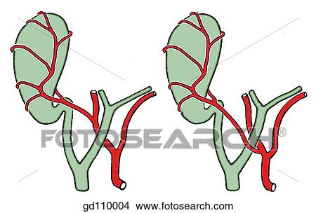 The cystic artery arises from the right hepatic artery. It may run posterior (75%) or anterior (13%) to the common hepatic duct. View Large Illustration Stock Illustration - The cystic artery arises from the right hepatic artery. It may run posterior (75%) or anterior (13%) to the common hepatic duct.. Fotosearch