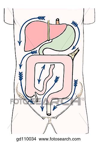 The four gutters in the peritoneal cavity. The blue arrows indicate the channels along which pathologic materials can be transported into the pelvic portion of the abdomino-pelvic cavity. View Large Illustration Stock Illustration - The four gutters in the peritoneal cavity. The blue arrows indicate the channels along which pathologic materials can be transported into the pelvic portion of the abdomino-pelvic cavity.. Fotosearch