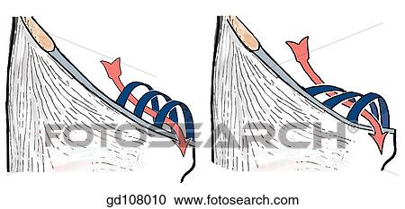 The inguinal canal resembles an arcade of three arches (A, B, C) transvered by the spermatic cord (red arrow). The muscular arches (B, C) can contract and narrow the canal whereas the aponeurotic arch (A) remains open. View Large Illustration Clipart - The inguinal canal resembles an arcade of three arches (A, B, C) transvered by the spermatic cord (red arrow). The muscular arches (B, C) can contract and narrow the canal whereas the aponeurotic arch (A) remains open.. Fotosearch