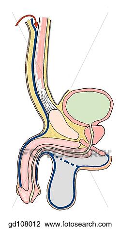 The membranous layer of the superficial fascia (Scarpa's fascia) and its continuation with the fasciae of the scrotum and perineum. Normal fascial arrangements. View Large Illustration Drawing - The membranous layer of the superficial fascia (Scarpa's fascia) and its continuation with the fasciae of the scrotum and perineum. Normal fascial arrangements.. Fotosearch