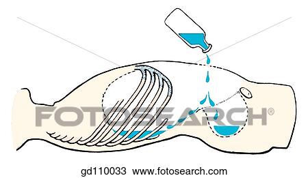 Drawing - The most dorsal (posterior) parts of the peritoneal cavity. Fluids may collect in the recesses (pouches) when the subject lies recumbent.. Fotosearch