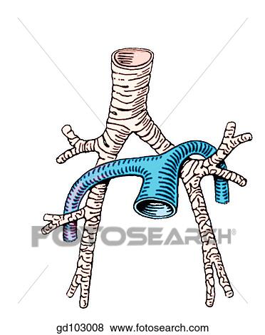 Topographic relations of pulmonary arteries and bronchi. View Large Illustration Stock Illustration - Topographic relations of pulmonary arteries and bronchi.. Fotosearch