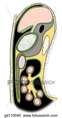 Transverse colon and its mesentery. View Large Illustration Clipart - Transverse colon and its mesentery.. Fotosearch