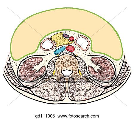 Transverse section of abdomen at the level of the kidneys. Retroperitoneal structures include the kidneys, aorta, inferior vena cava, and sympathetic trunks. View Large Illustration Stock Illustration - Transverse section of abdomen at the level of the kidneys. Retroperitoneal structures include the kidneys, aorta, inferior vena cava, and sympathetic trunks.. Fotosearch