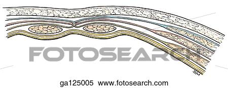 Transverse section of sheath of rectus abdominis (rectus sheath) inferior to umbilicus. See arrow in illustration 2. 7A for orientation. View Large Illustration Stock Illustration - Transverse section of sheath of rectus abdominis (rectus sheath) inferior to umbilicus. See arrow in illustration 2. 7A for orientation.. Fotosearch