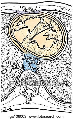 Transverse section of the mediastinum through the heart and lungs