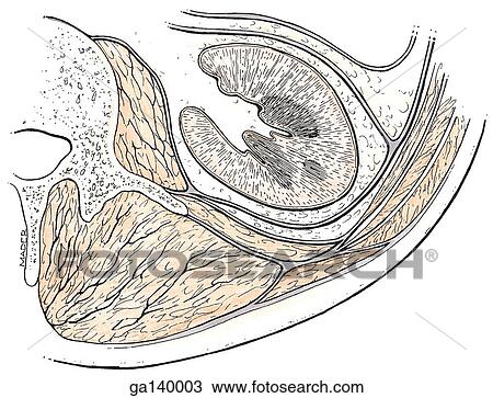 Transverse section of the posterior abdominal wall and kidney. View Large Illustration Drawing - Transverse section of the posterior abdominal wall and kidney.. Fotosearch