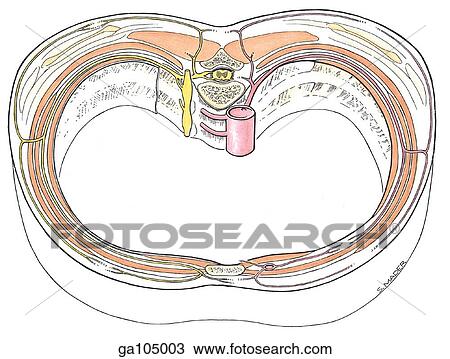 Drawing - Transverse section showing the contents of the intercostal space.. Fotosearch