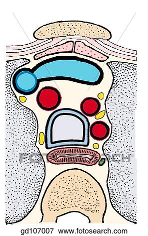 Transverse section through superior mediastinum superior to (above) the aortic arch. View Large Illustration Stock Illustration - Transverse section through superior mediastinum superior to (above) the aortic arch.. Fotosearch